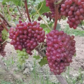 Hot Selling Top Quality Crimson Seedless Grapes For Wholesale